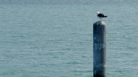 vista cercana del pájaro gaviota parado en un poste de madera junto al mar mirando alrededor
