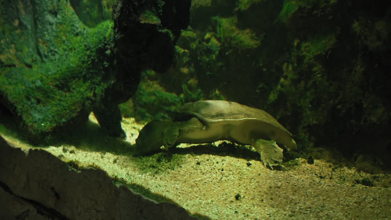 부드러운 질의 거북이가 조용한 수중 서식지에서 모래 바닥을 따라 미끄러집니다.