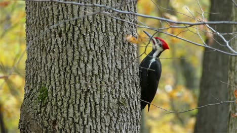 pileated woodpecker perched, pecking tree trunk