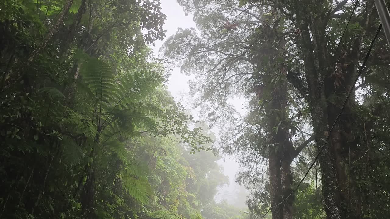 Low angle shot of foggy jungle trees landscape