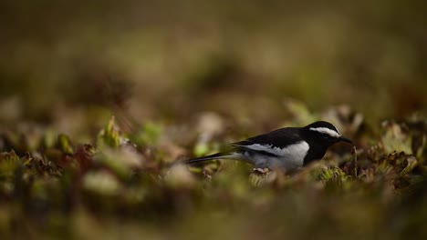 white browed wagtail feeding in morning