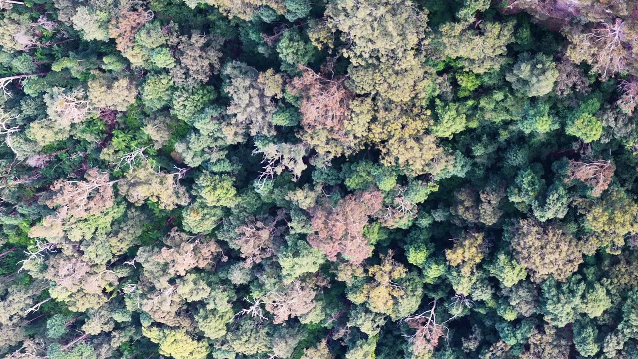 Top-down aerial shot of lush green forest canopy in the Blue Mountains, Australia.