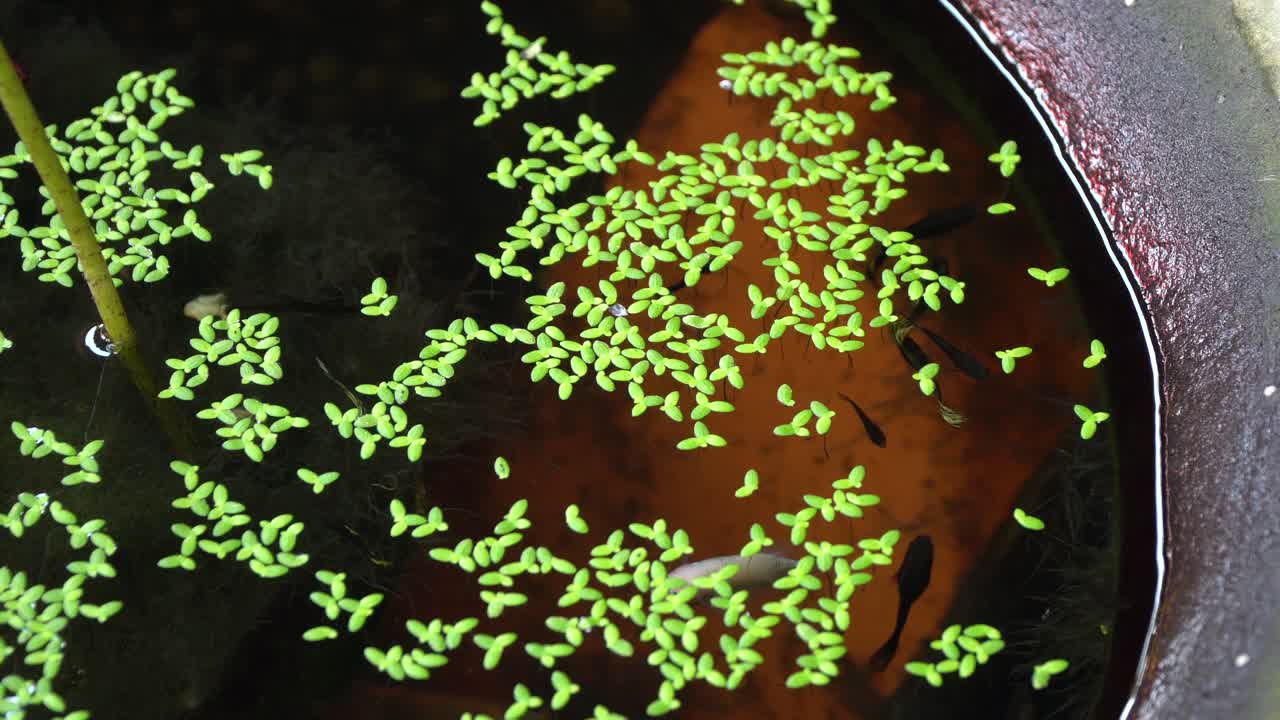 태국 치앙마이의 그릇에 물고기 수영