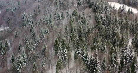 Vista-Aérea-View-Of-Forest-Covered-With-Snow-In-Mountains-1