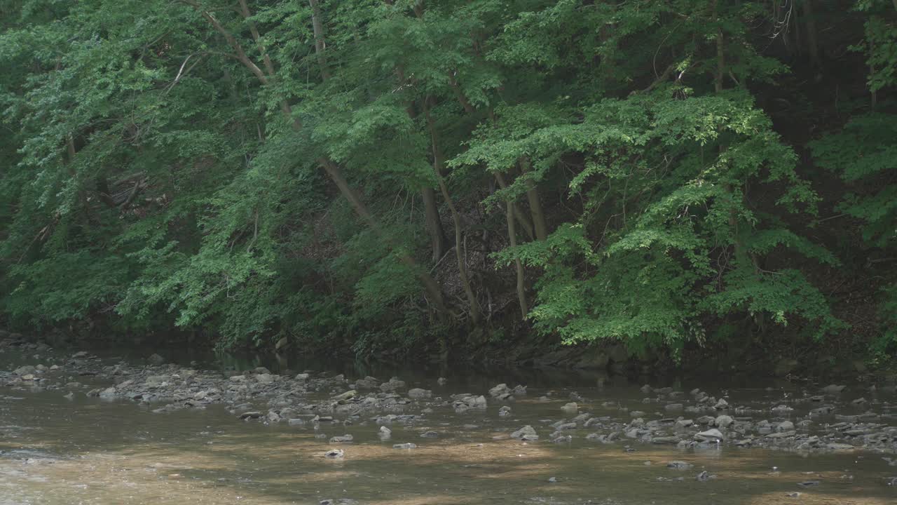 gansos salvajes en el arroyo wissahickon