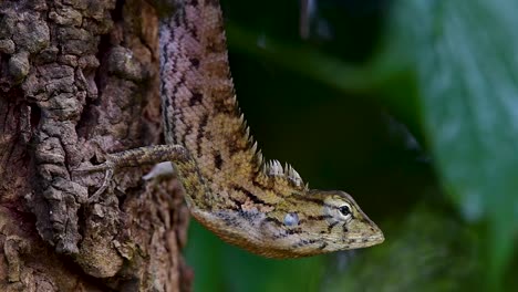 El-Lagarto-De-Jardín-Oriental-También-Se-Llama-Lagarto-De-Jardín-Oriental,-Chupasangre-Y-Lagarto-Cambiable