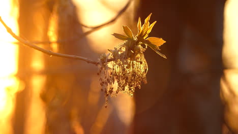 closeup of budding maple tree during golden hour