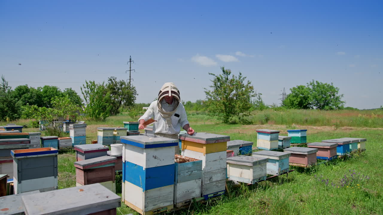 Apiarist working near wooden beehives. Bees flying and carrying honey on the apiary. Bee master in protective hat among hives. Apiculture concept.