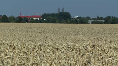 Campo-De-Trigo-En-Magdeburger-Boerde-Unos-Minutos-Antes-De-La-Cosecha-Con-La-Catedral-En-La-Parte-De-Atrás,-Alemania