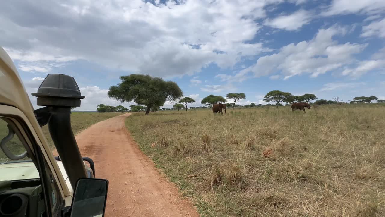 Herd of African bush elephants (Loxodonta africana) seen from a safari vehicle in Tarangire National Park, Tanzania.