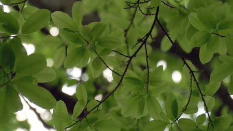 lush green leaves in an urban garden symbolizing a natural escape and fresh air. this video embodies the essence of eco-friendly urban living and the importance of green spaces.