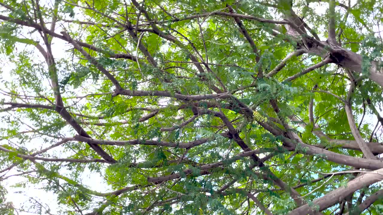 나무를 통해 푸른 숲에서 하늘을 올려다보고 회전 샷