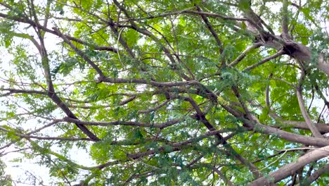 look up to the sky in green woods through the trees, rotating shot