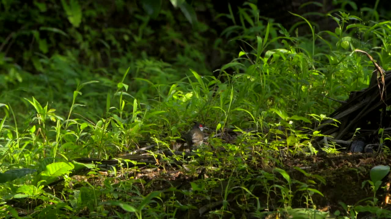 mayna in small grass picking up foood cinematic lighting