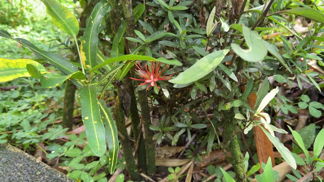 Fiore di Ixora rosso che sboccia in un lussureggiante giardino tropicale
