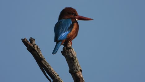 Eisvogel-Im-Baum-Wartet-Auf-Nahrung-Und-Genießt-Den-Sonnenaufgang