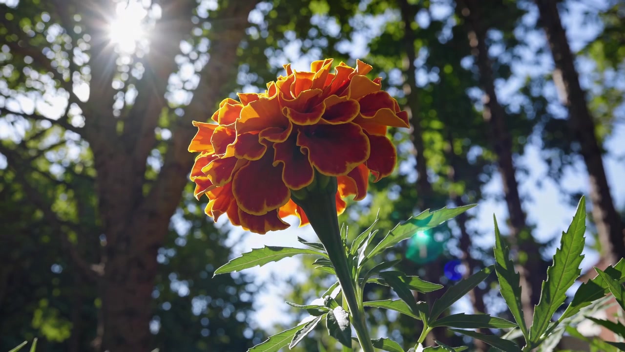 Vibrante Fiore di Calendula che Sboccia in un Giardino Soleggiato