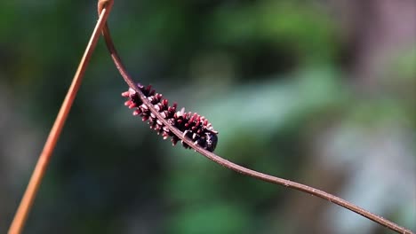 close up shot of red caterpillar perched on branch of tree in wilderness