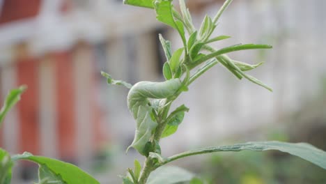 green worm climbing on small branch