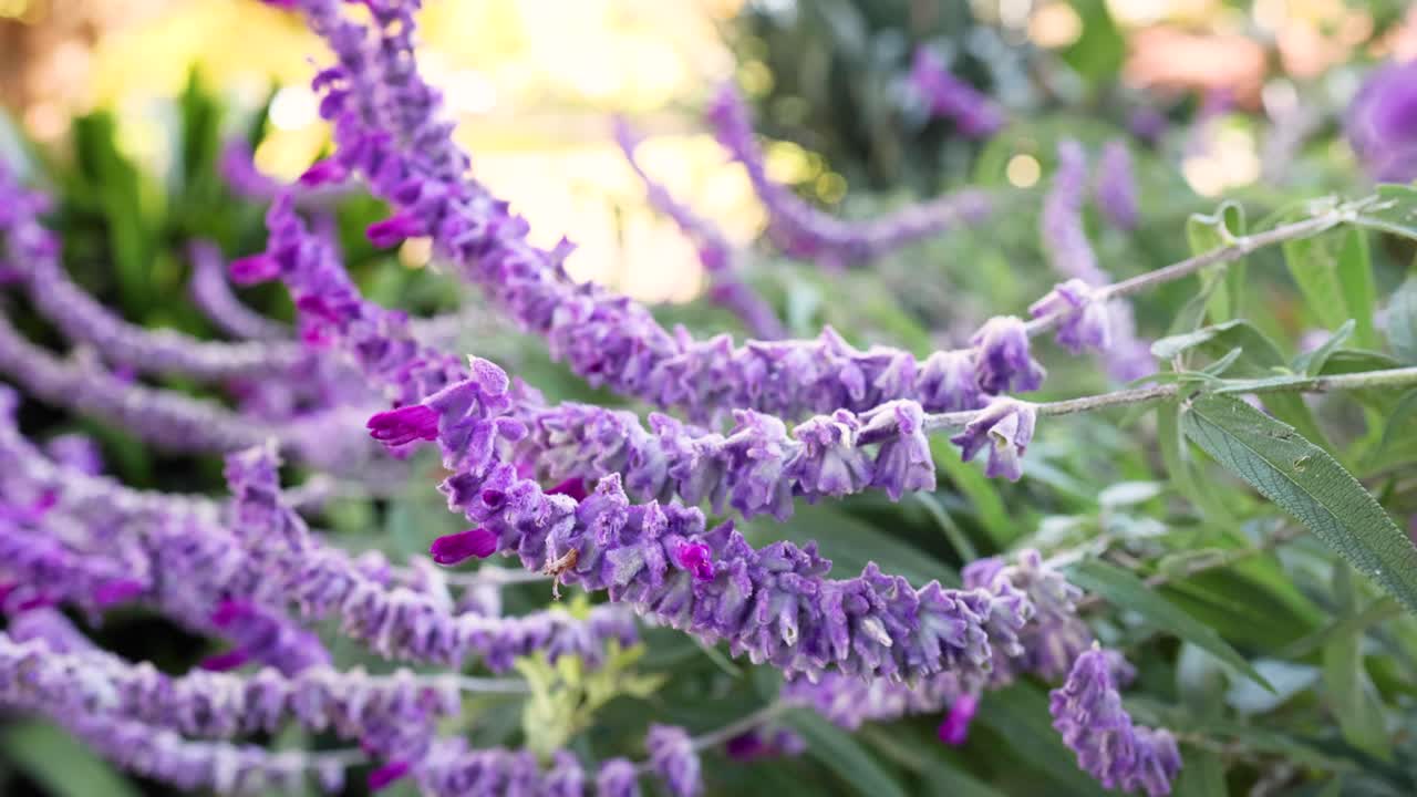 바람에 흔들리는 보라색 꽃의 클로즈업