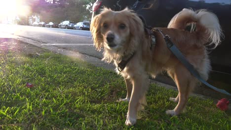 Cute-dog-roaming-on-lush-green-grass