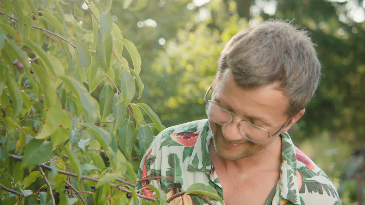 Man Picking Cherries in a Garden