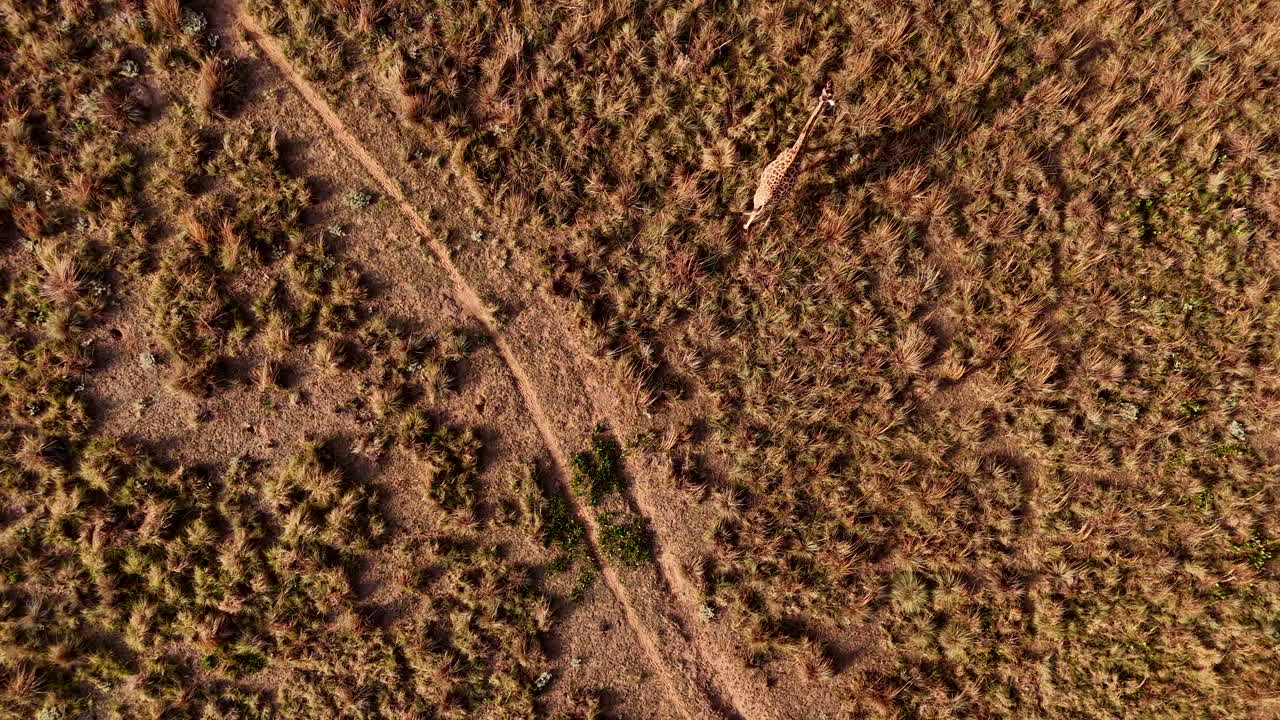 antena superior hacia abajo de la jirafa con larga sombra de puesta de sol caminando a lo largo del camino del juego