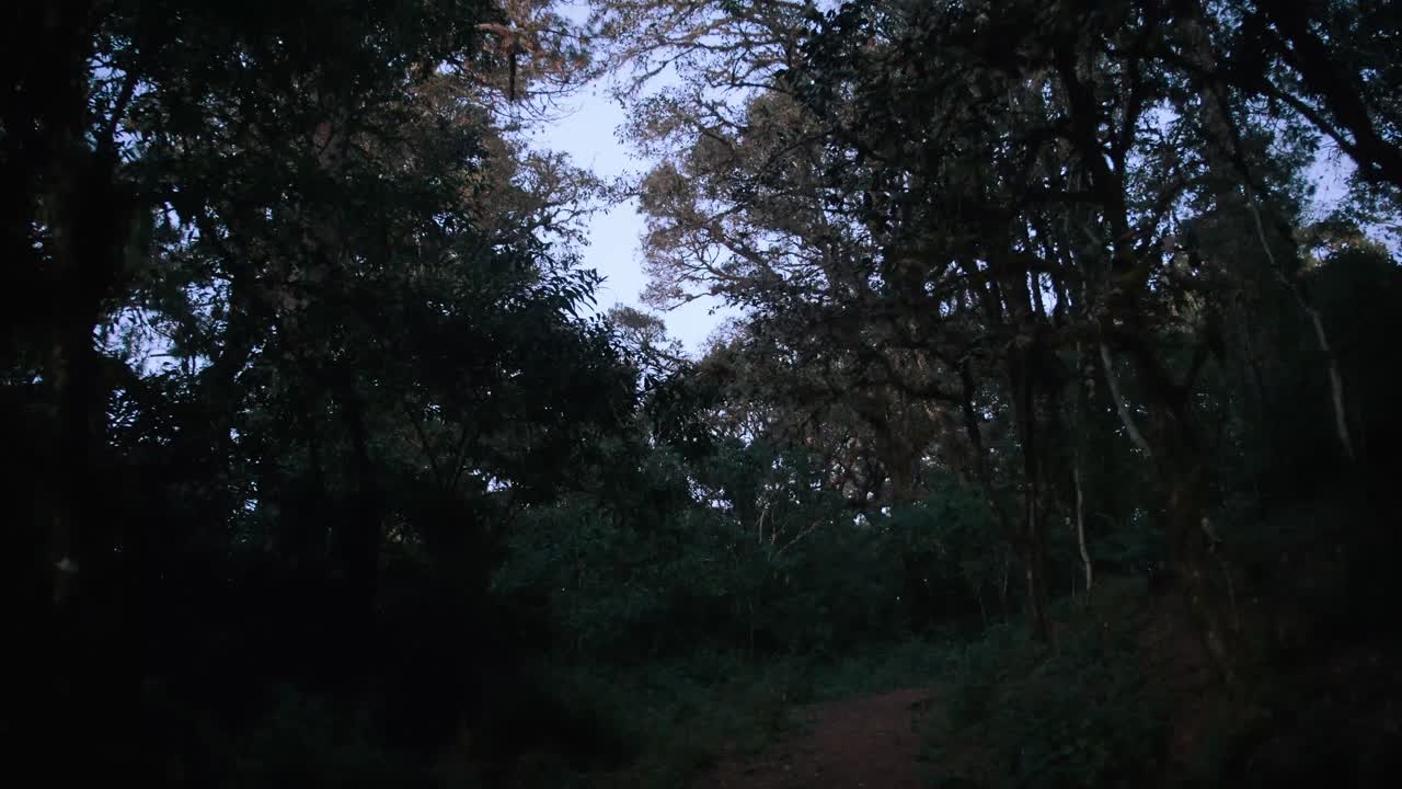 Passeggiando in una foresta di montagna nel tardo pomeriggio.