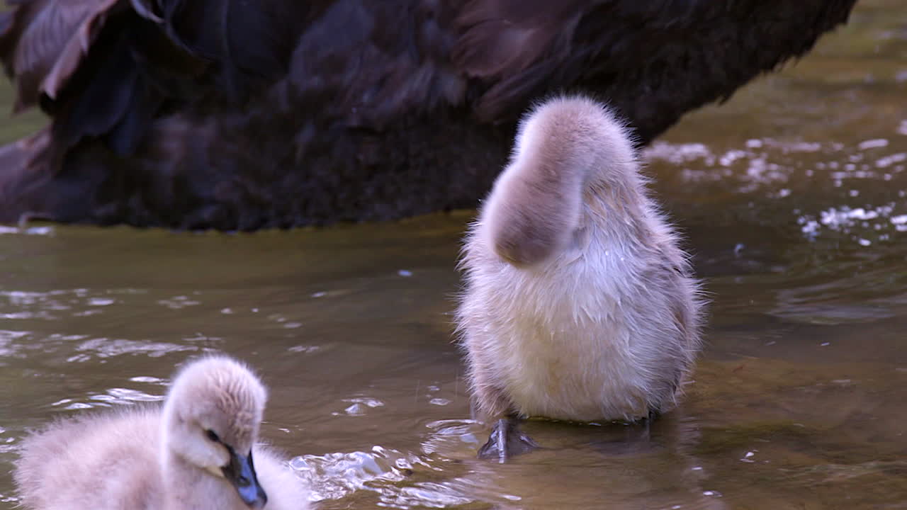 Um lindo filhote de cisne negro, um cisne filhote batendo suas pequenas asas - em câmera lenta