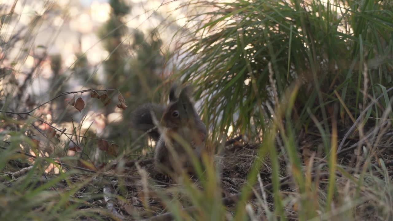 primer plano en cámara lenta de una ardilla saltando alrededor del suelo del bosque