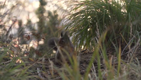 slowmotion close-up shot of a squirrel jumping around a forest floor