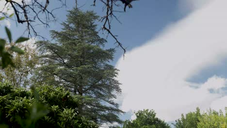 Lapso-De-Tiempo-De-árboles-Verdes-De-Verano-Con-Nubes-En-Un-Día-Soleado