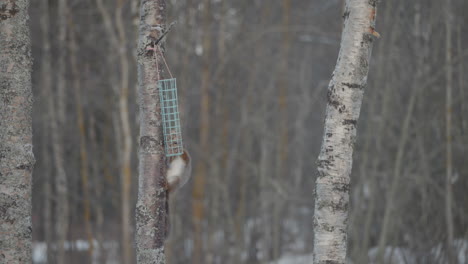 Flauschiges-Eichhörnchen-Stiehlt-Vogelfutter-Auf-Jungem-Baumstamm,-Ansicht-Nach-Oben-Geneigt