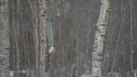 ardilla esponjosa robando comida para pájaros en el tronco de un árbol joven, vista inclinada hacia arriba