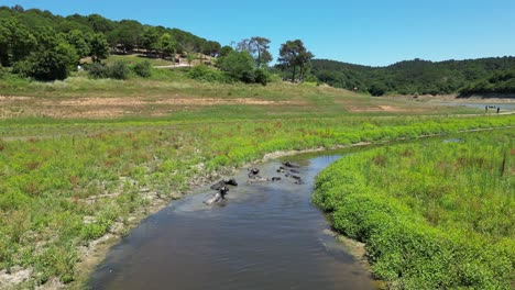 Drohnen-Dolly-Schiebt-Büffelochsen-über-Wasser-In-Fluss-Auf-Graslandebenen