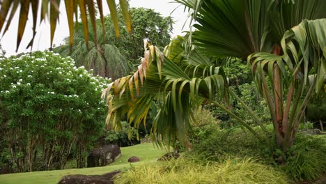 Video of incredible plants from a botanical garden in Victoria on Mahe island in Seychelles