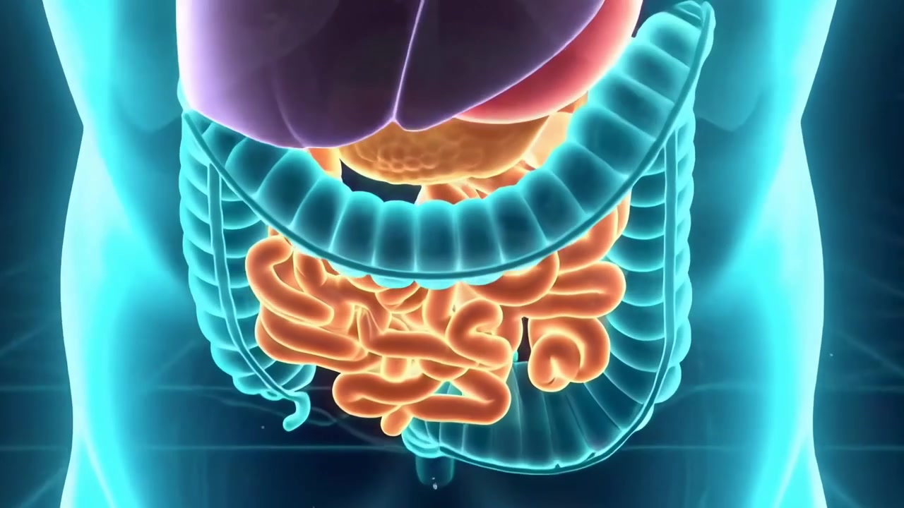 Animazione medica 3D dell'anatomia del sistema digestivo umano