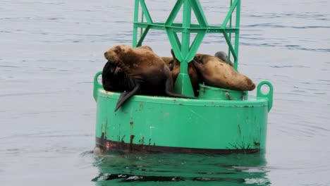Steller Sea Lion looking for a spot on a navigational buoy, Sitka, Alaska. Steller Sea Lion is a near-threatened species of sea lions.