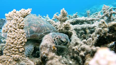 a juvenile sea turtle feeding in crystal clear ocean- underwater, closeup