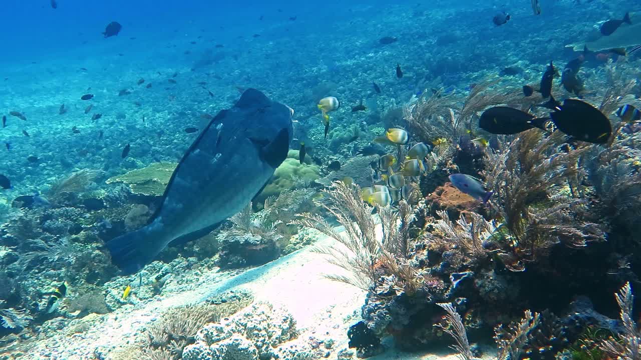 A big Bump head parrot fish getting cleaned above a coral reef