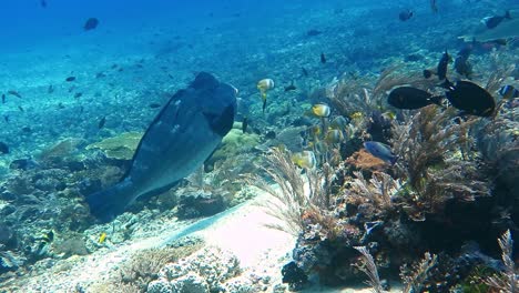 a big bump head parrot fish getting cleaned above a coral reef