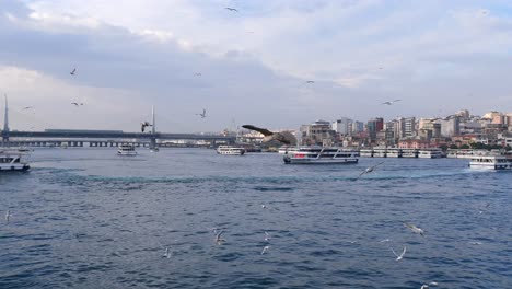 seagulls flying over istanbul's waterway