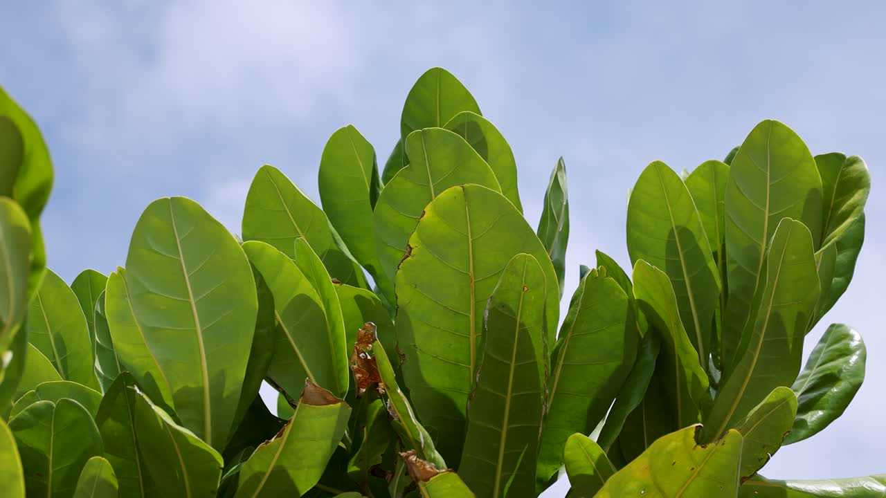 활기찬 초록색 잎은 은 파란 하늘에 부드럽게 흔들리고 푸켓의 열대 날의 평온한 본질을 포착합니다.