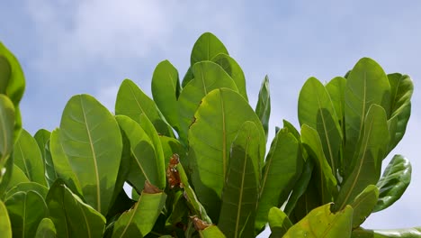 las hojas verdes vibrantes se balancean suavemente contra un cielo azul claro, capturando la esencia serena de un día tropical en phuket.