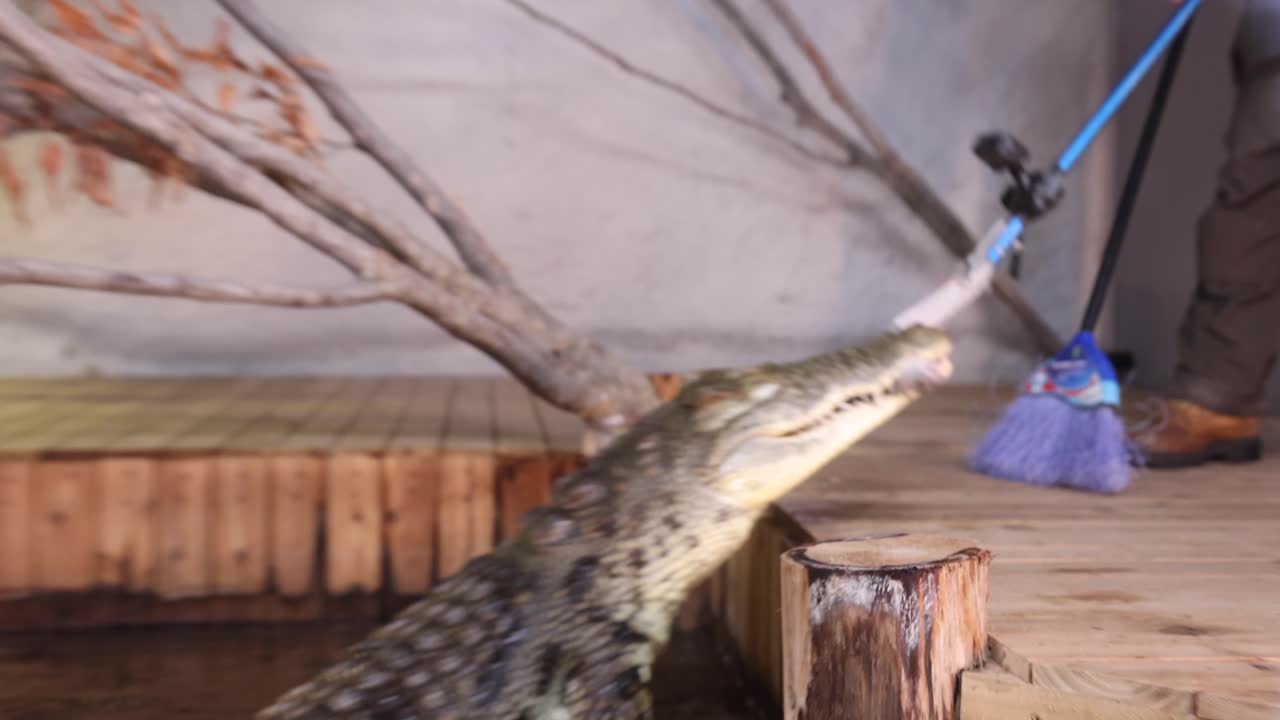 coccodrillo del nilo nutrito con ratto da un esperto di fauna selvatica