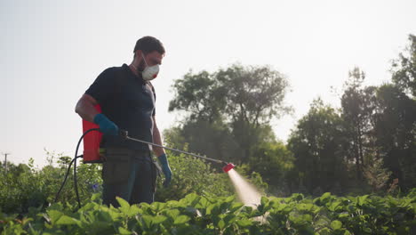 gardener wearing mask and gloves spraying fumigating crop with backpack sprayer while looking at camera in sunny field conveying protective pest control work and vigilance