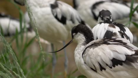 Portrait-of-Pied-avocet-among-flock-foraging-in-shallow-pond-water