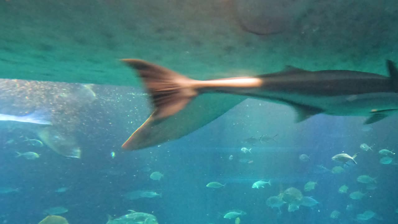 Visitors observe whale shark and fish in large tank