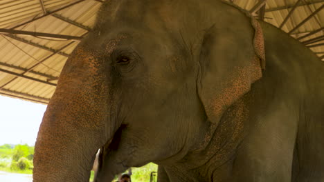 Elefante-Asiático-Aleteando-Sus-Orejas-Y-Abriendo-Su-Boca