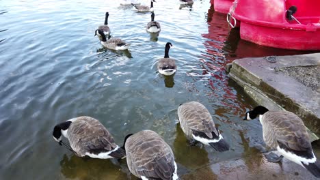 canadian goose going into the lake to take a dip while foraging for something to eat out of the water in a public park in mote park, uk